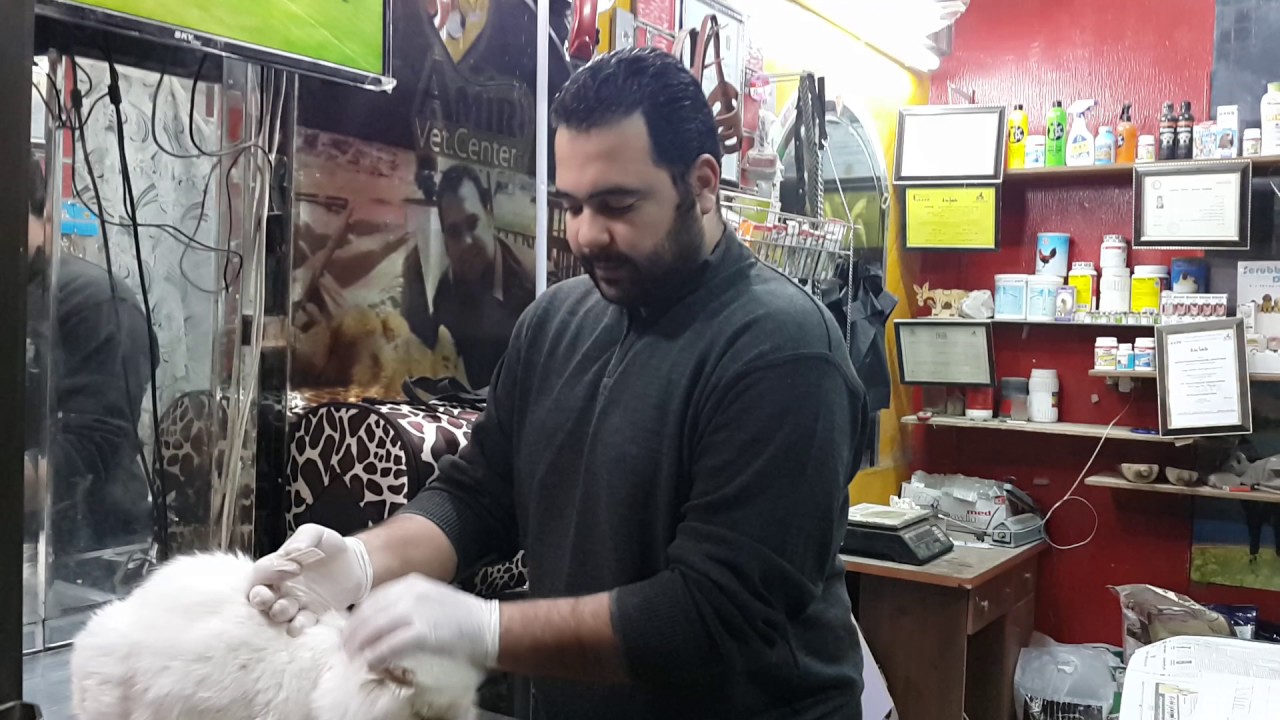 شرح كيفية اعطاء قرص الديدان للقطط و أمبول الحشرات و قص الأظافر