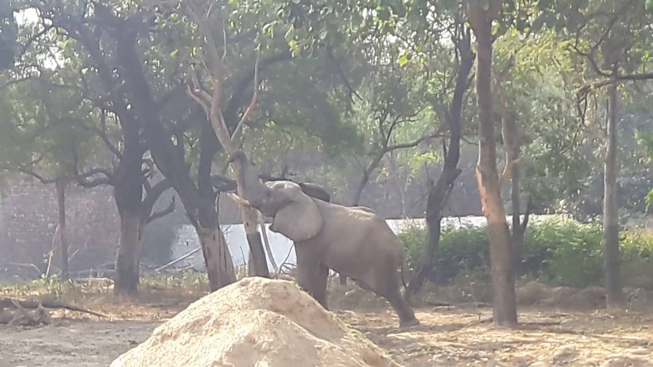 Baby elephant breaking tree - Delhi Zoo