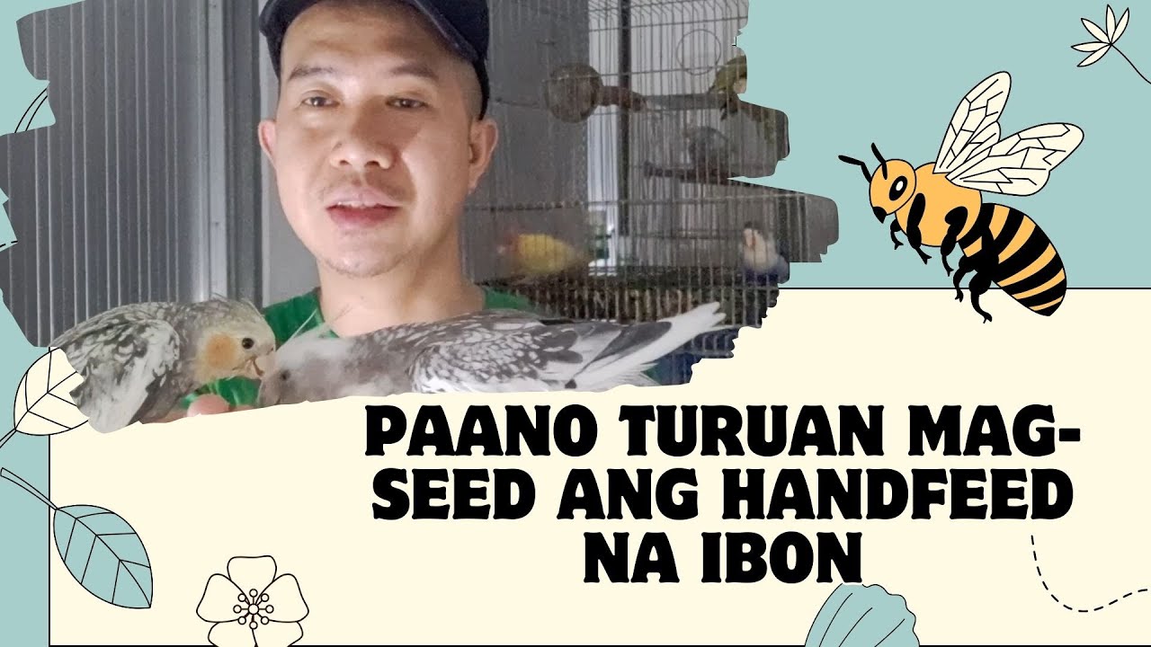 PAANO TURUAN MAG SEED ANG HANDFEED NA IBON