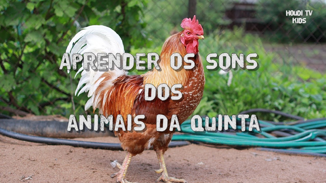 Aprende os Animais da Quinta com os Sons - Português (Portugal)