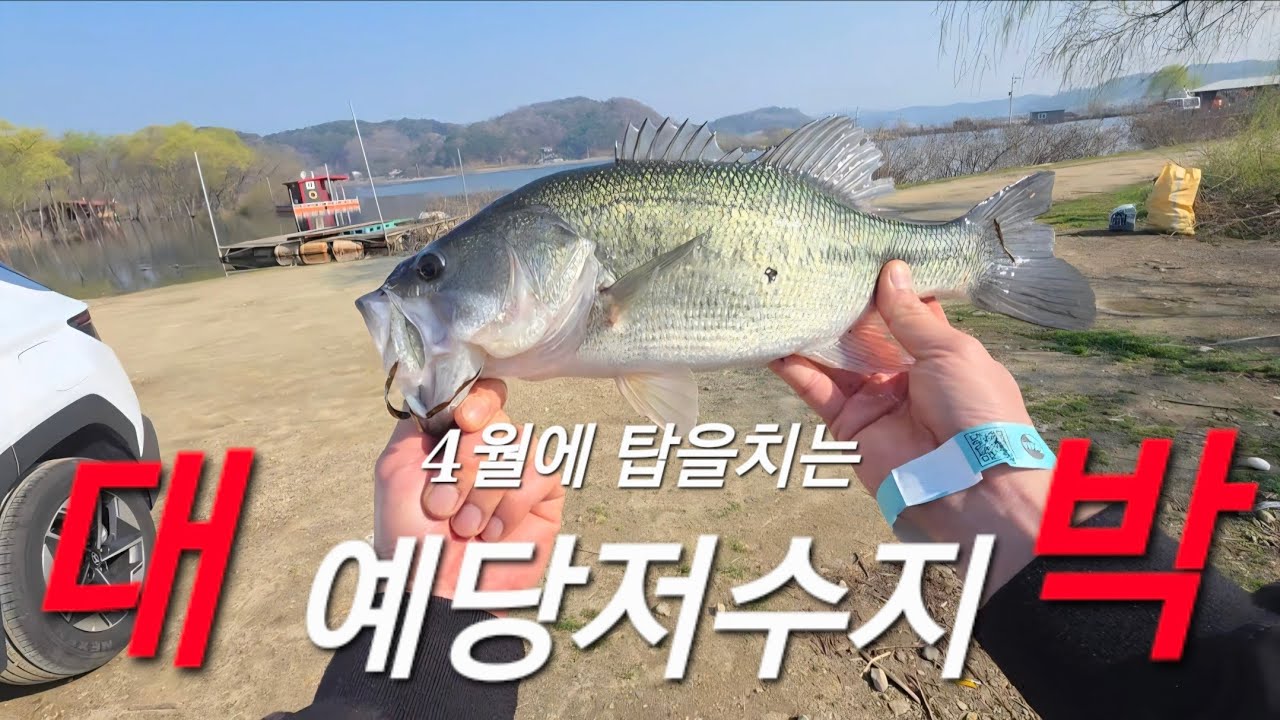 예당저수지 배스 잘 나오네요! 이번주는 예당지로 고고 #예당지 #배스 #배스낚시 #탑워터 #예당저수지배스