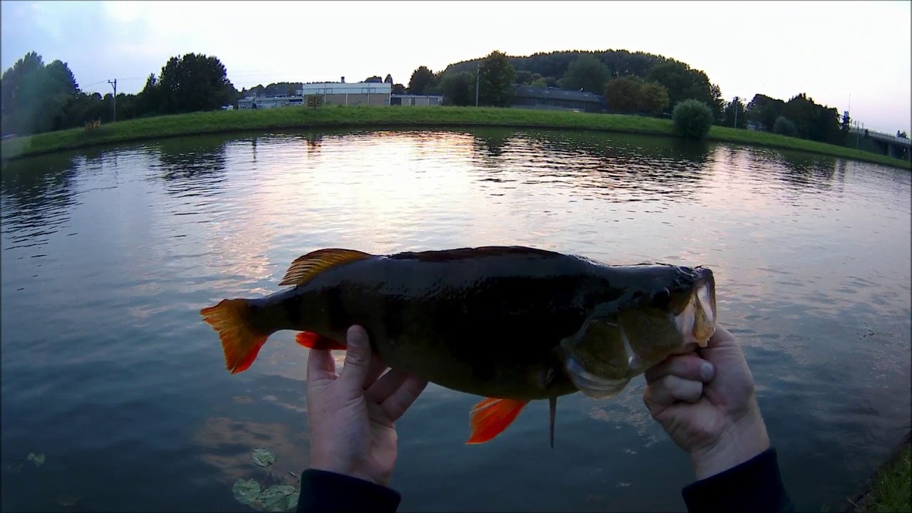40+baarzen en snoek gevangen op de Spro rat.