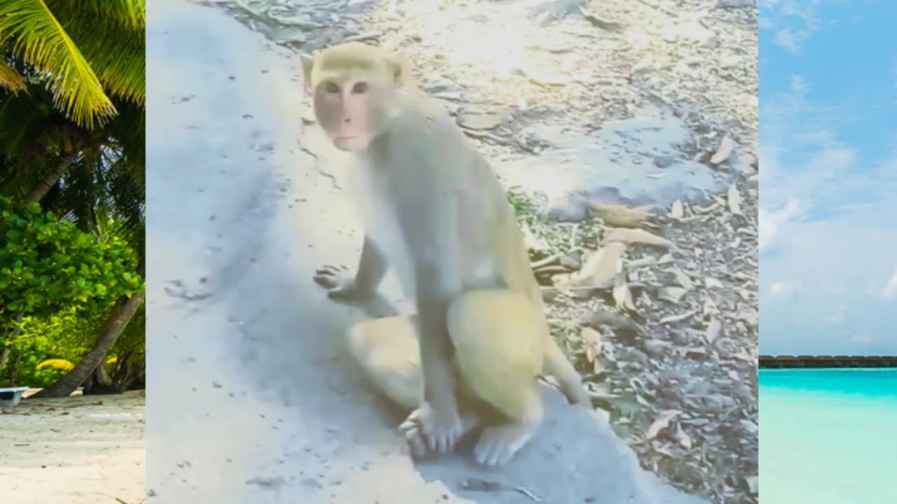 Monkey Man ।&zwnj; Official Trailer ।  बंदर देखो कैसे हमारा मन मोह लेते हैं। #kikimonkey