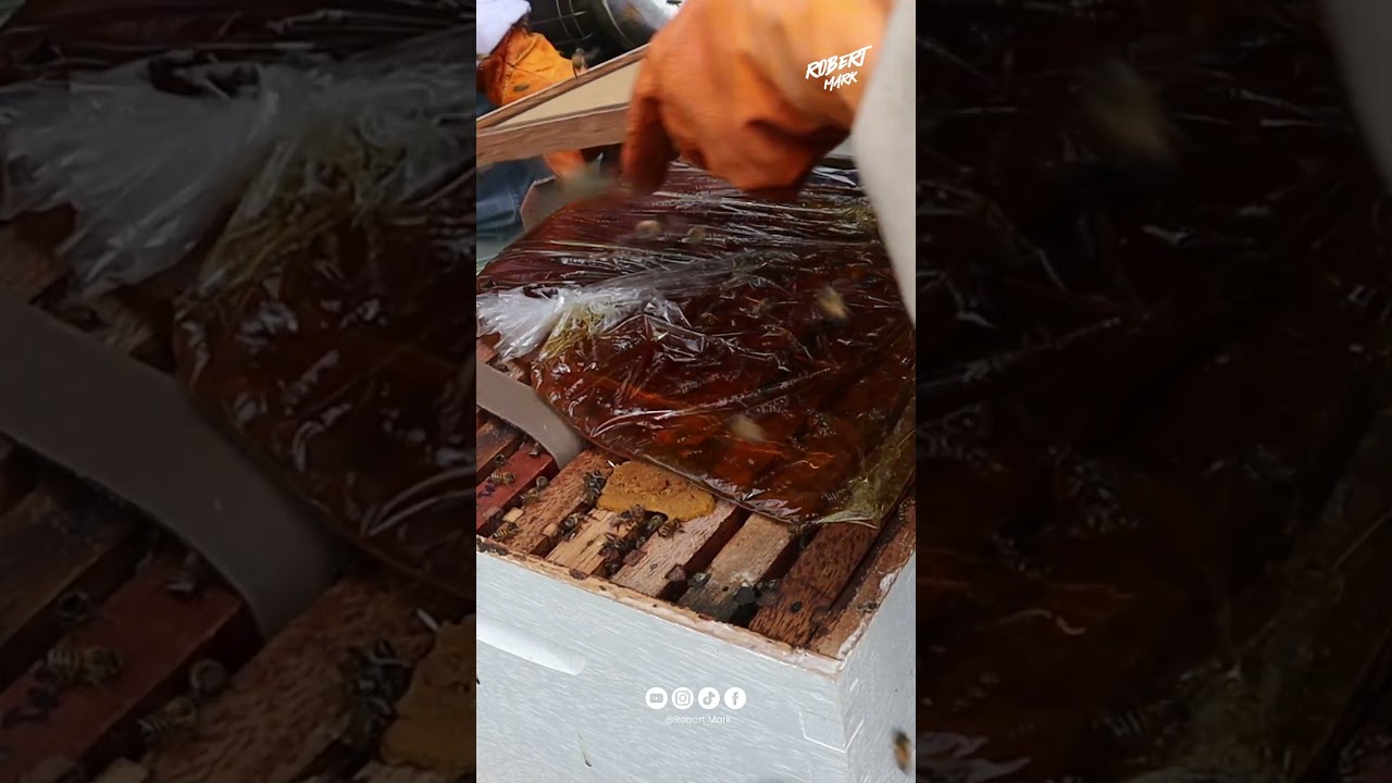 Aprendimos c&oacute;mo se crea la jalea real en los panales de abejas
