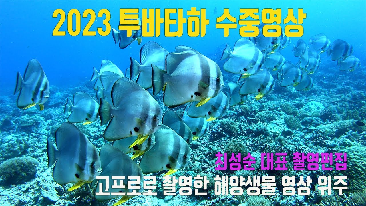 투바타하 2023 수중영상