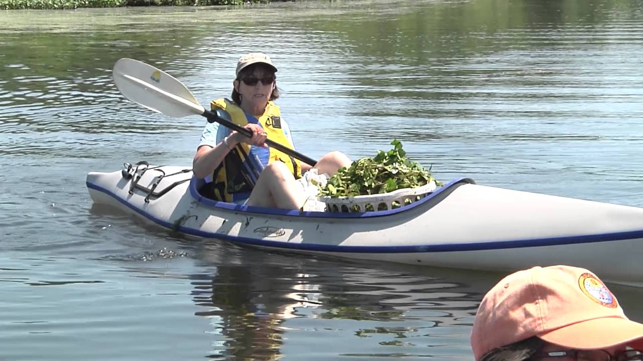 NRWA Water Chestnut Pull: Volunteers in Action