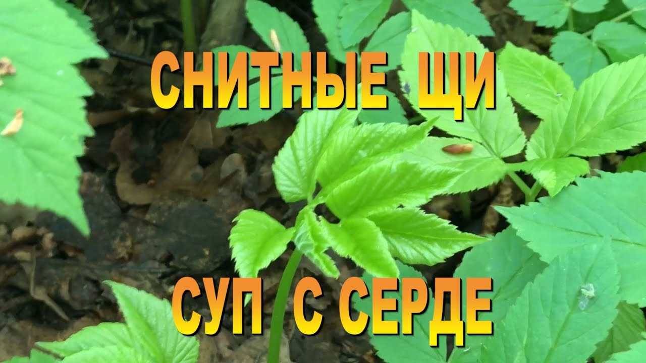 СЕРДЕЧНЫЙ СУП#СНИТНЫЕ ЩИ#СУП С СЕРДЕ ПО ЧУВАШСКИ