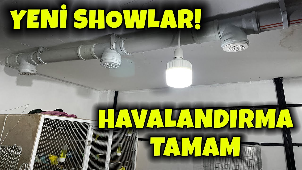 YENİ SHOW JUMBO ERKEKLER GELDİ ! HAVALANDIRMA TAKILDI #muhabbetkuşu