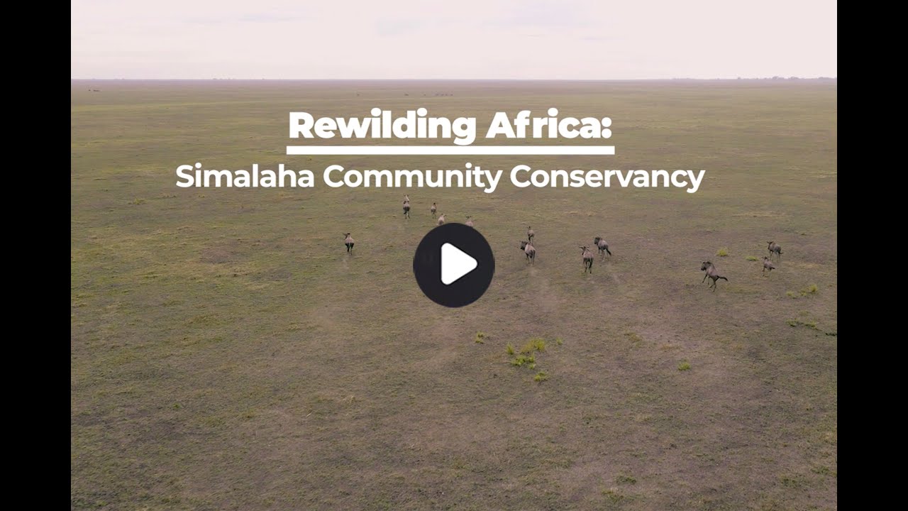 Rewilding Africa: Simalaha Community Conservancy