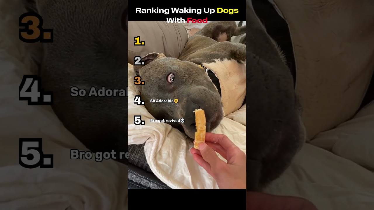 Ranking Waking Up Dogs With Food