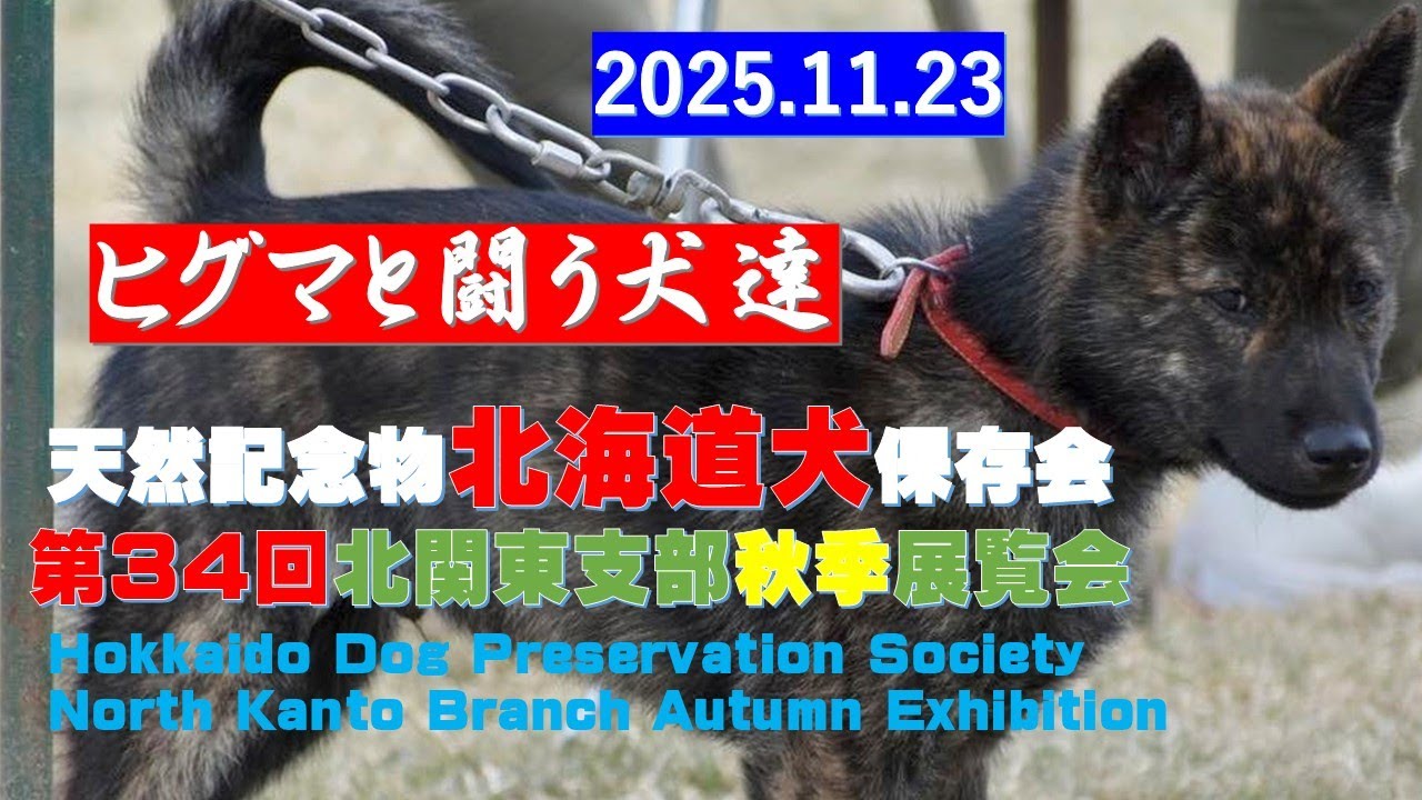 ヒグマ狩りに使われた犬種（Dog breeds used for hunting brown bears）【Samurai dog TV】