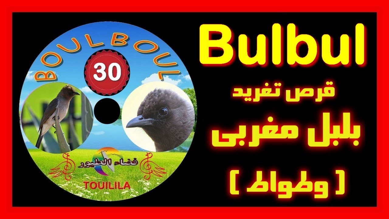 تغريد طائر البلبل المغربي cd chant de boulboul