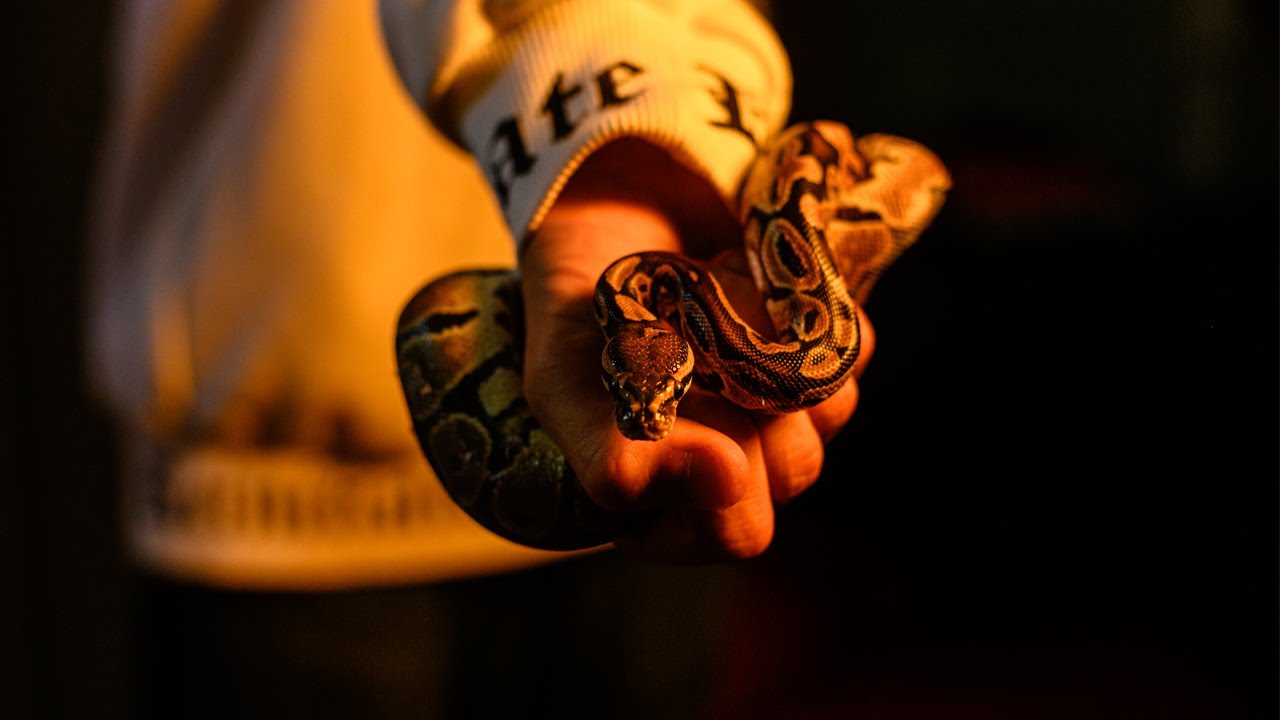 DJ Sedna - Snakes (feat. China the Saint, Kitos, Korvus) [VIDEO OFFICIAL]