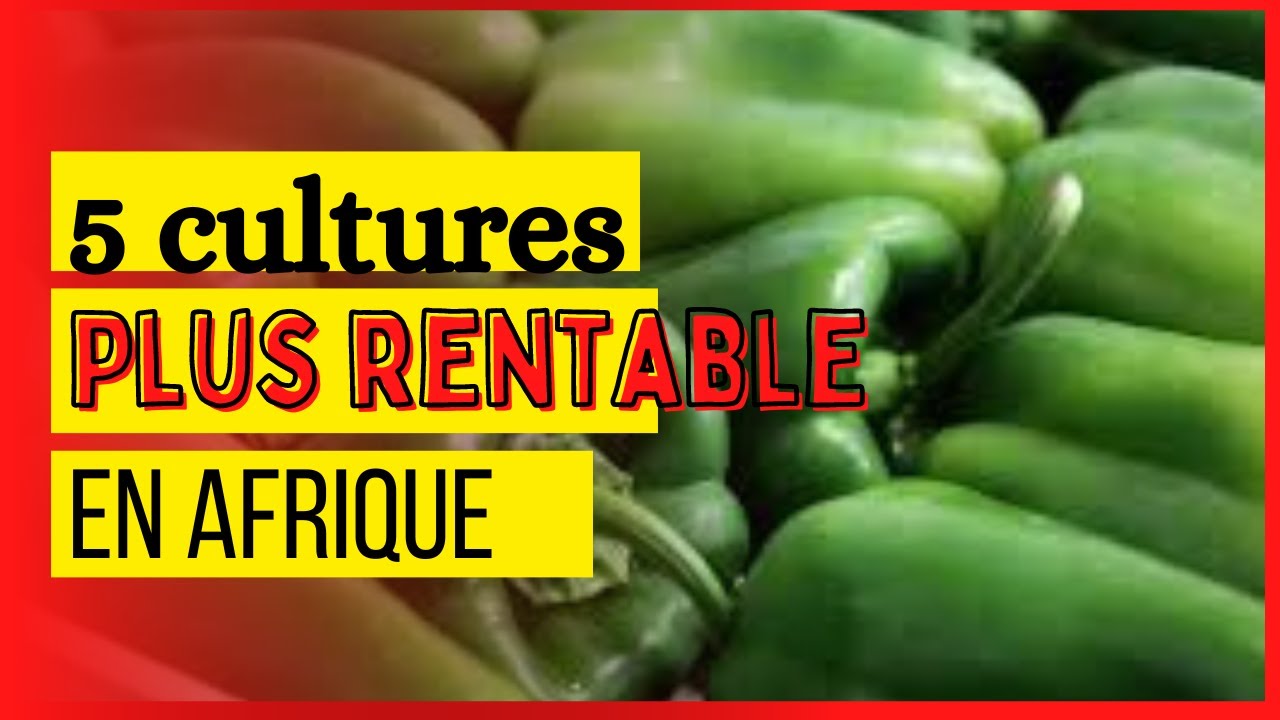 Quelles sont les 5 cultures agricoles  les plus rentables en Afrique