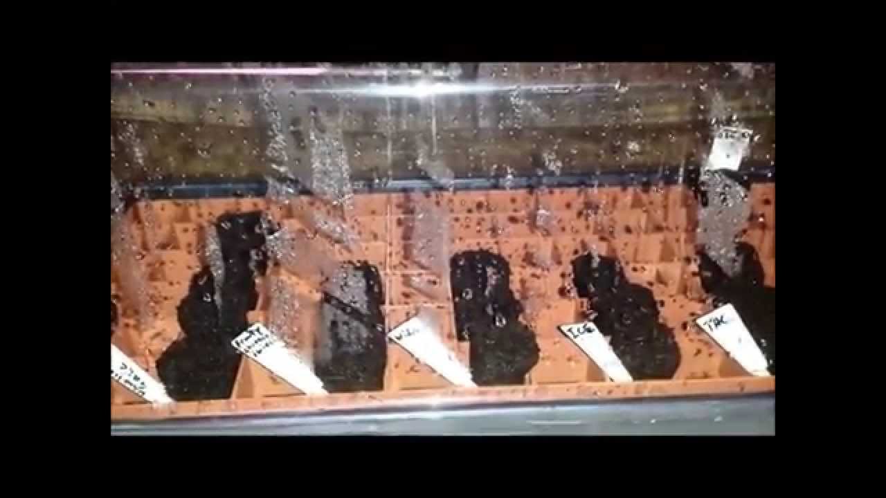 Seed transplant Into Rapid Rooters