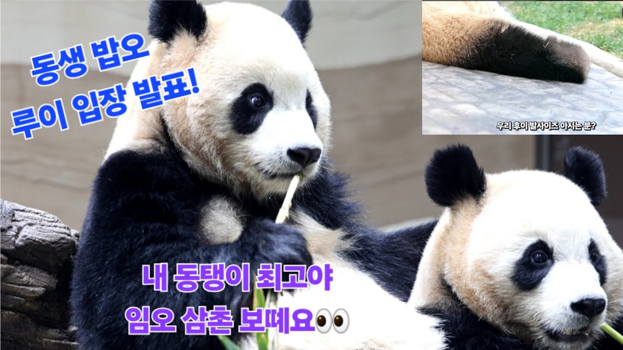 EP.26 💜후이를 향한 사랑 한도초과🩷 이모·삼촌한테 동탱 자랑 중😁 #루이바오 #후이바오 #푸바오 #세컨하우스 #판다월드 #panda 