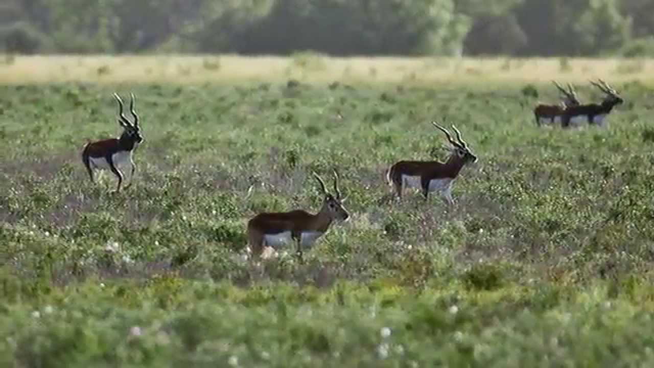 Exotic Animals and Whitetail Deer at Living The Dream Trophy Ranch