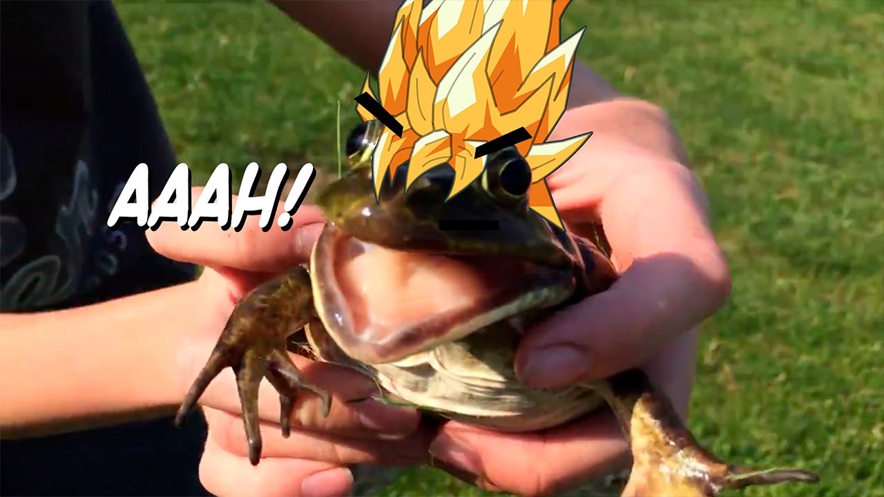 Los Mejores Videos de Ranas Gritonas | Si Te Ries Pierdes Nivel Extremo