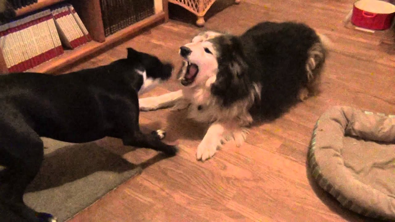 Rosebud and Leo at Play
