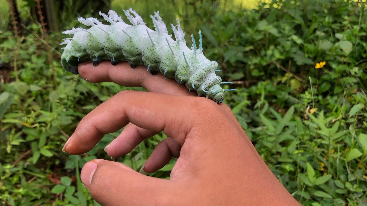 this is the biggest Caterpillar i've ever seen‼️catch giant atlas moth Caterpillar,shield bug,spider