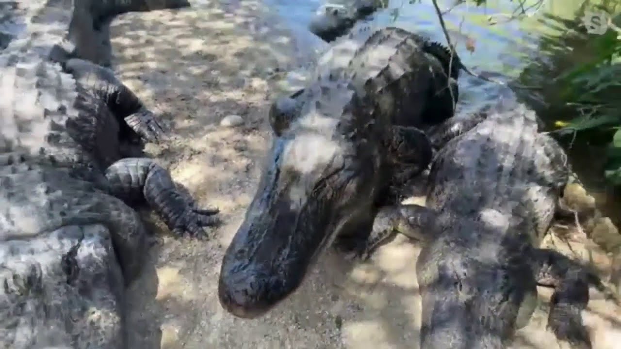 What does a gator really sound like?