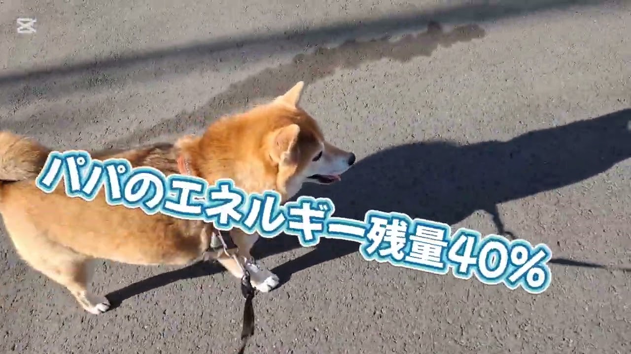 朝イチからはしゃいでパパも娘達も最終的にぐったり🤣😂#柴犬#柴プー#可愛い犬#犬の居る生活