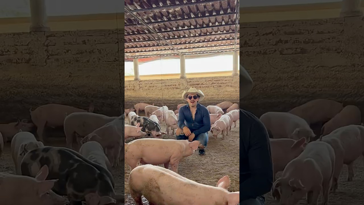 As&iacute; funciona una granja de cerdos #cerdos #porcicultura
