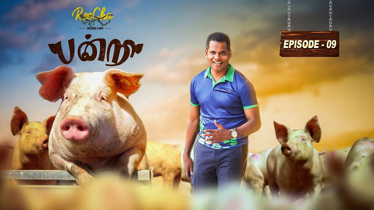 வாங்க பன்றி பண்ணைய சுத்தி பாக்கலாம் | Reecha Pig Farm | #BK in Reecha | Sri Lanka Travel Vlog
