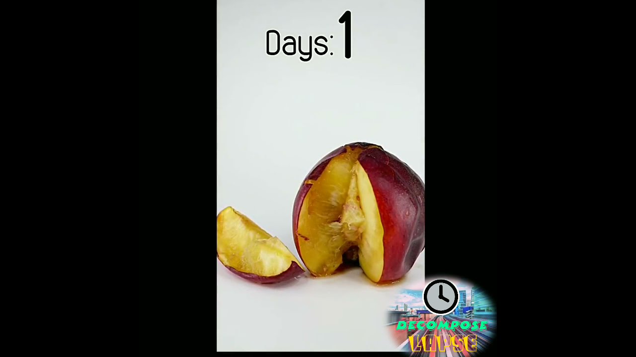 Apple Decomposing with The Time Lapse | apple timelapse in 11 Days | Fruit Decomposition in lapse