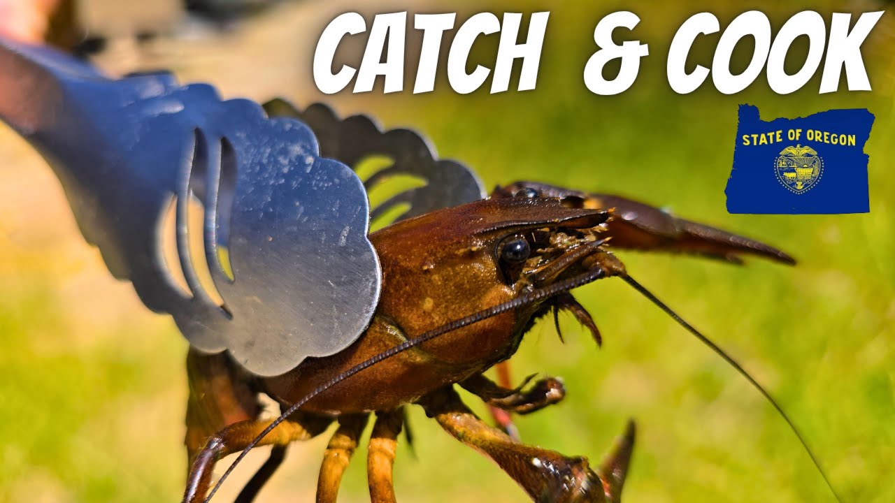 Oregon Crawdaddy Catch and Cook