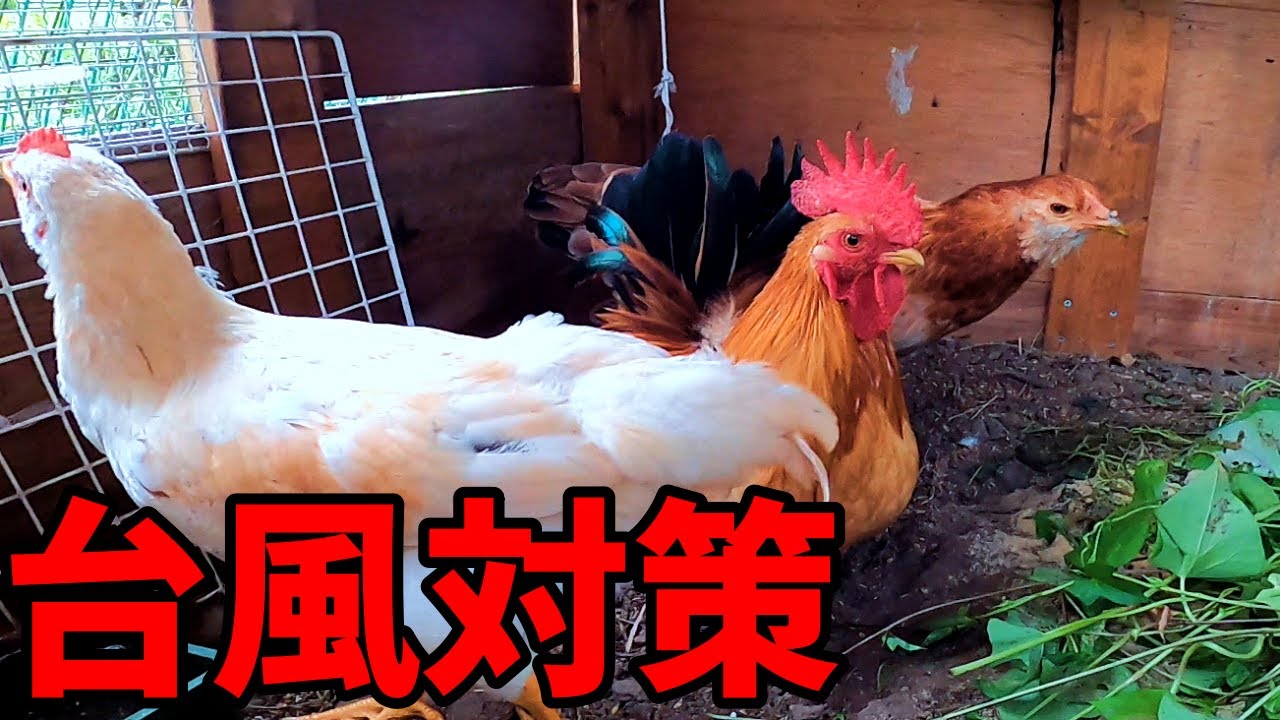 【台風14号】もはや台風に立ち向かうしかない…【鶏飼育】 55話目