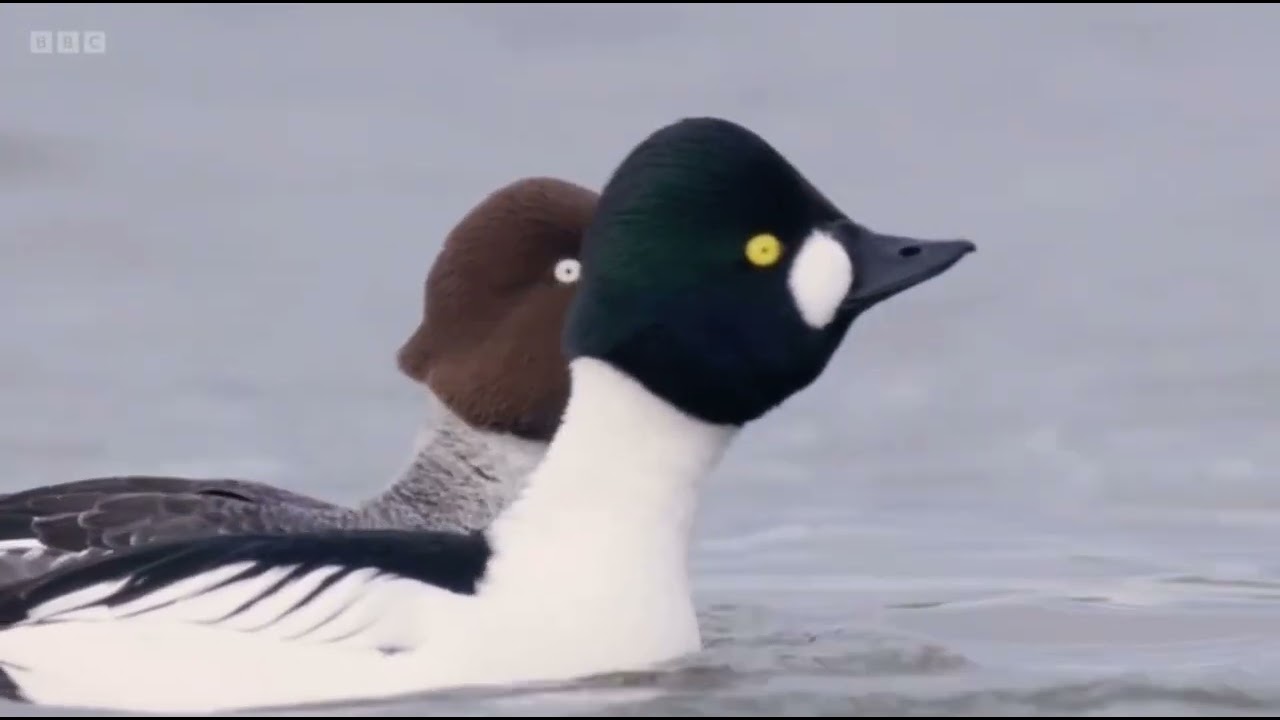 End Montage in RSPB Arne & Brownsea Island on Winterwatch 2024