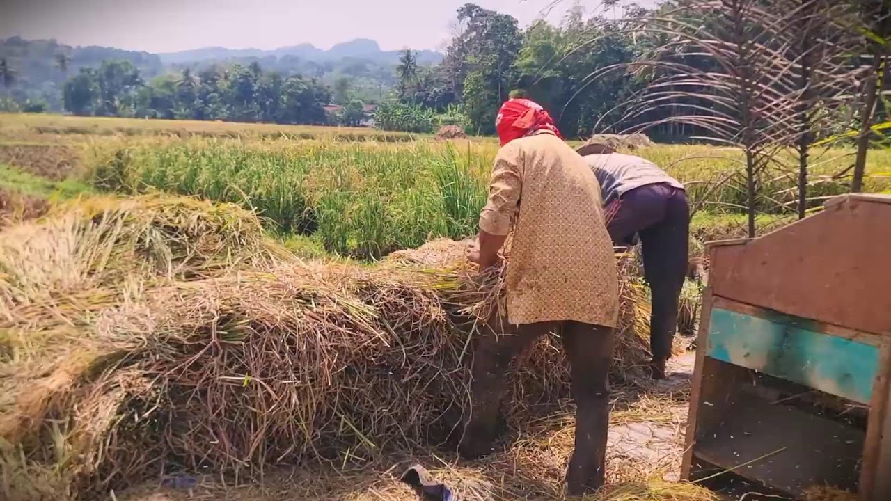 Efficient Farming: How to Thresh Rice Faster Than Ever _FarmersLife _Shorts