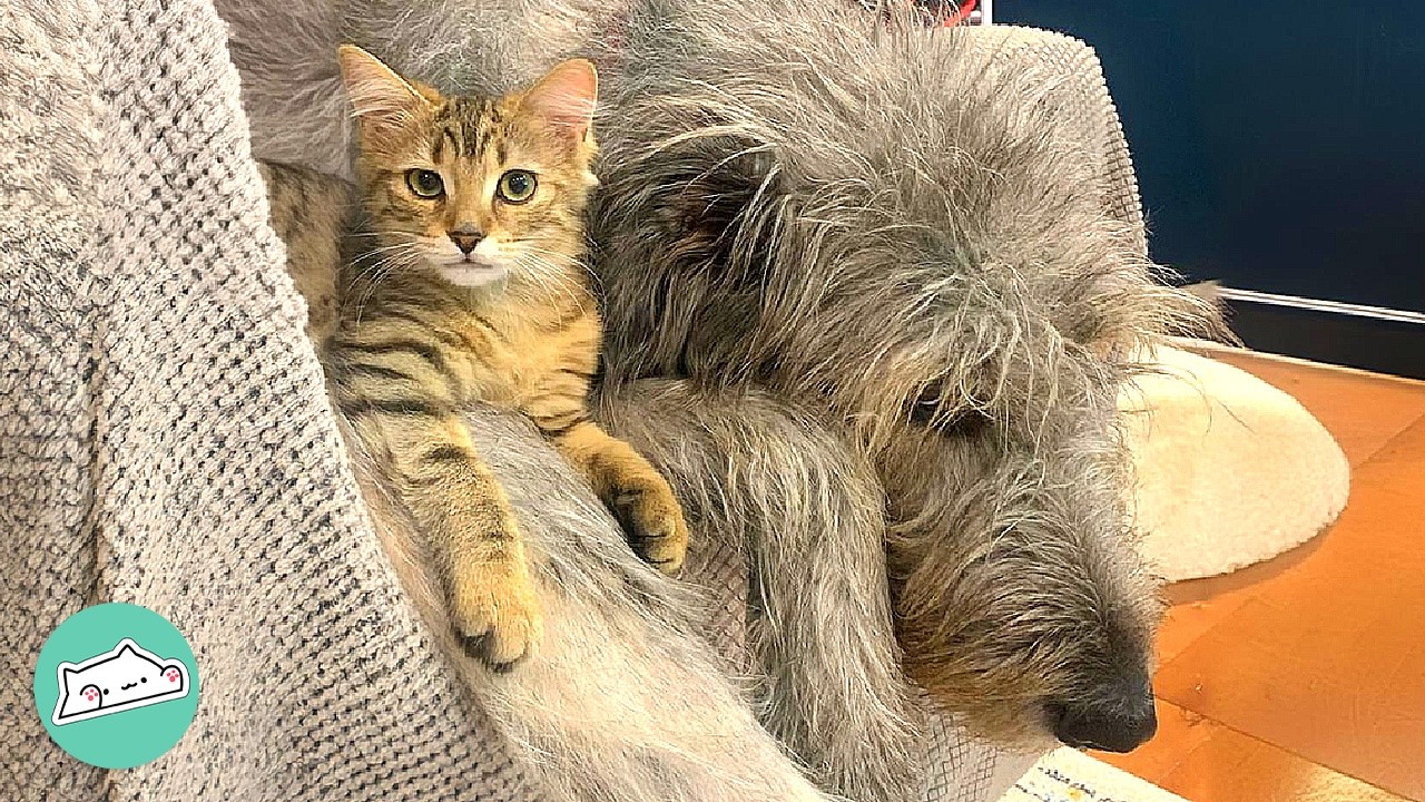 Bossy Cat Won&rsquo;t Let Wolfhound Eat His Dinner | Cuddle Buddies