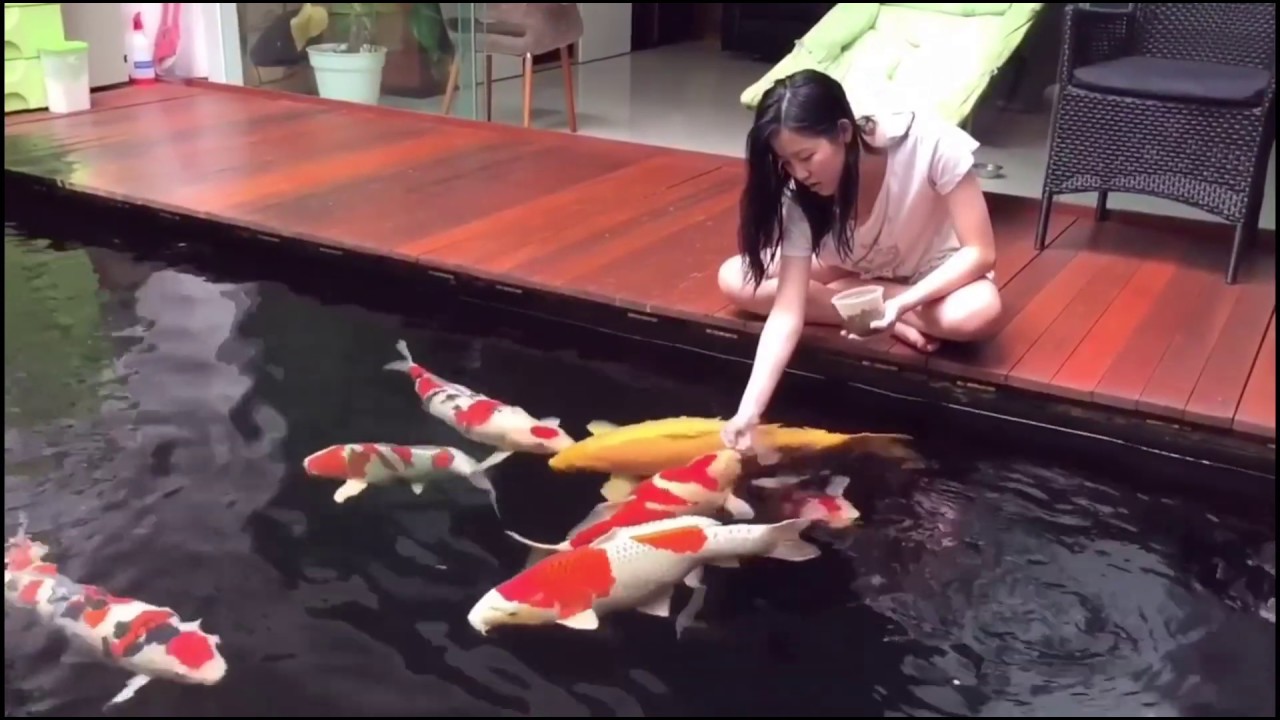 Características y Cuidados De La CARPA KOI!!