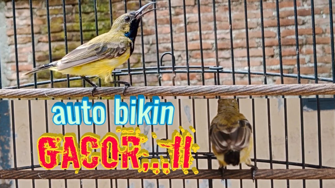 auto gacor ! PANCINGAN SOGON MUDAH RESPON BIKIN GACOR  #pancingansogongacor #sogongacor #sogokontong