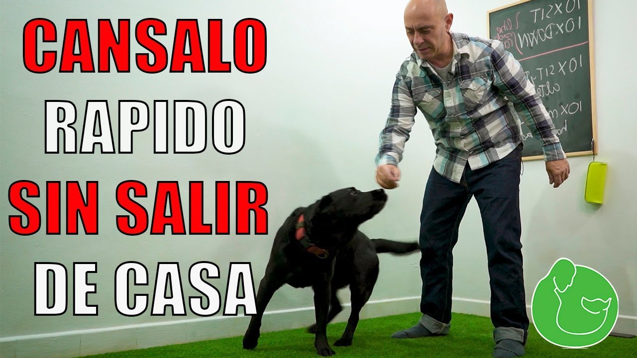 3 Maneras de CANSAR a tu PERRO en CASA (También hiperactivos y con Alta Energía)