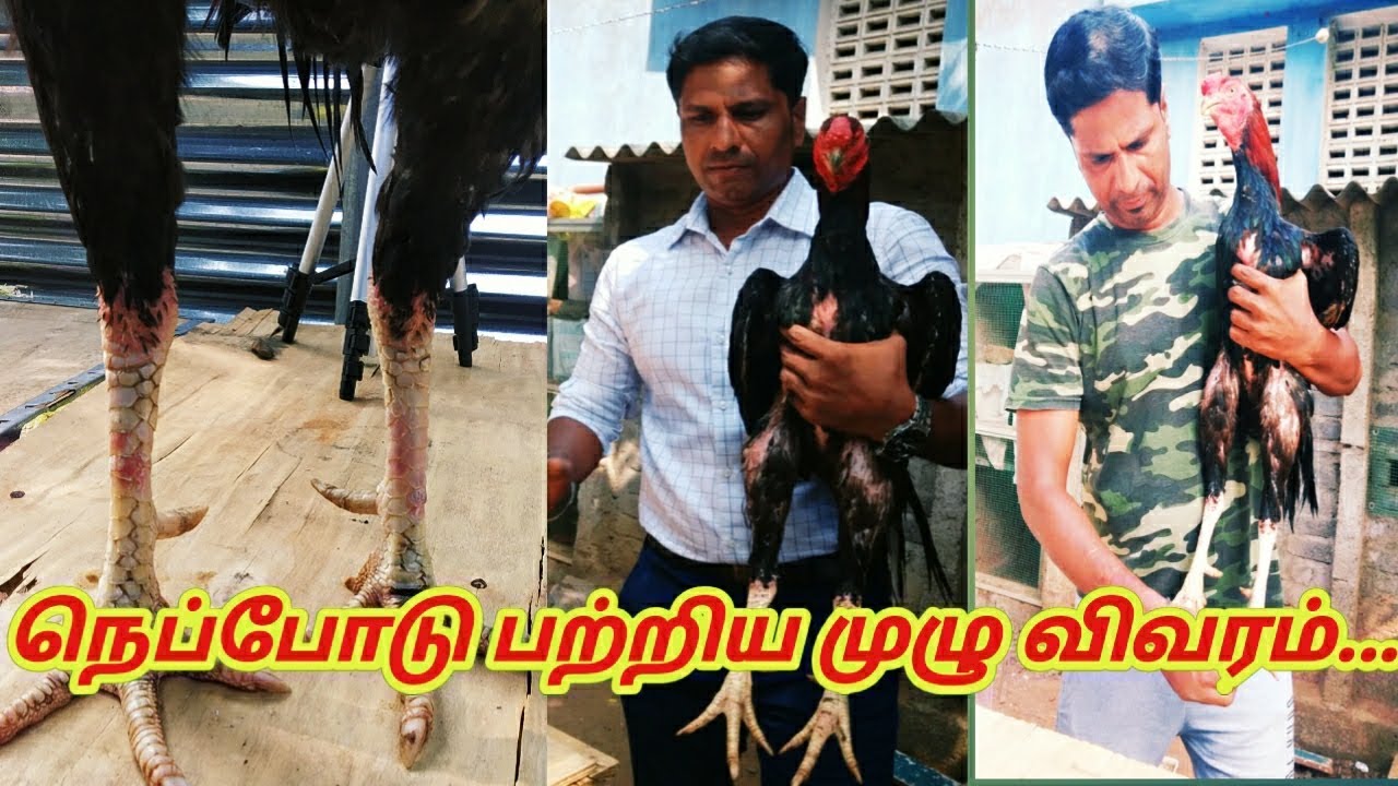 காலில் ஏற்படும் நெப்போடு பற்றிய முழு விவரம்...