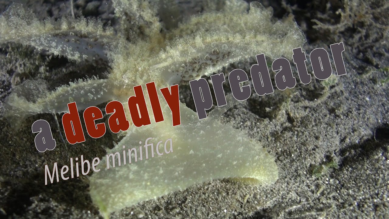 A Deadly Predator