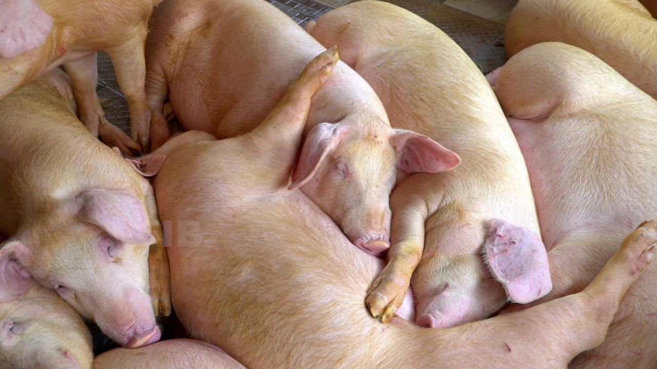 piggery unit  thiruvananthapuram