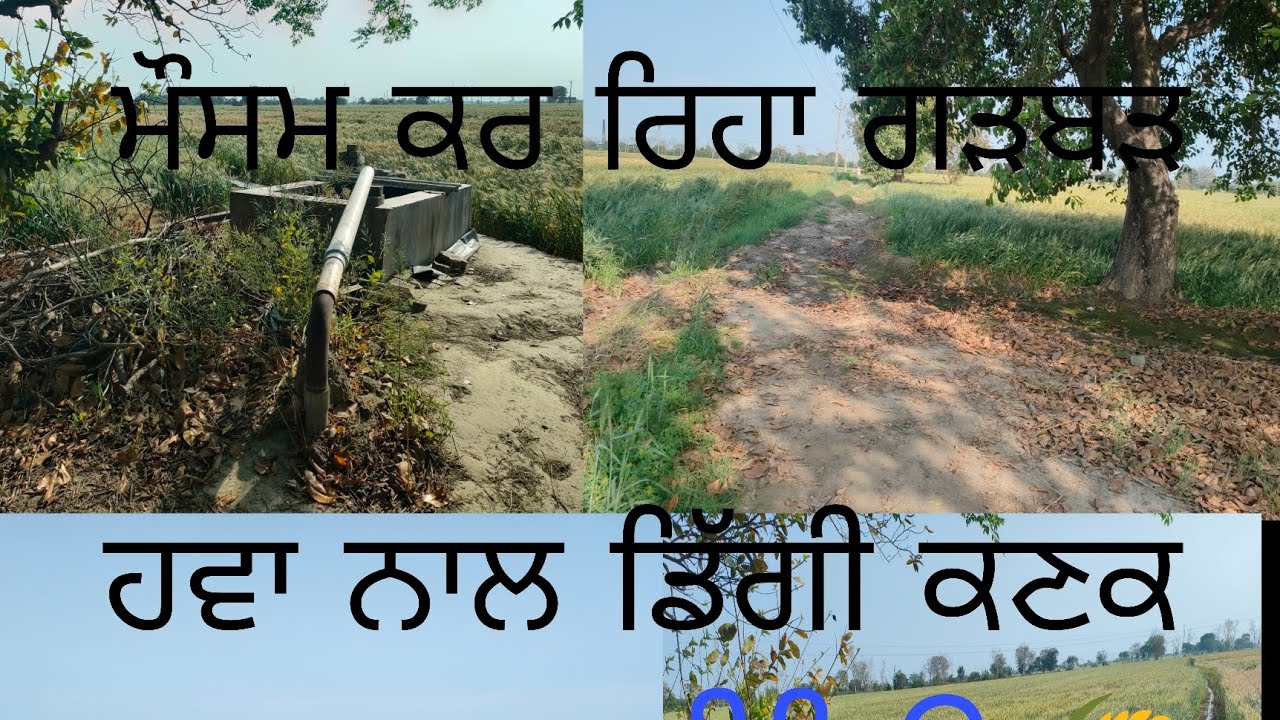 ਕਣਕ ਦਾ ਰੀਵਿਊ🌾 ਮੌਸਮ ਕਰ ਰਿਹਾ ਗੜਬੜ🌪️ਹਵਾ ਕਰ ਰਹੀ ਕਣਕਾ ਦਾ ਨੁਕਸਾਨ#ਖੇਤੀਬਾੜੀ #farming #agriculture #public#tr
