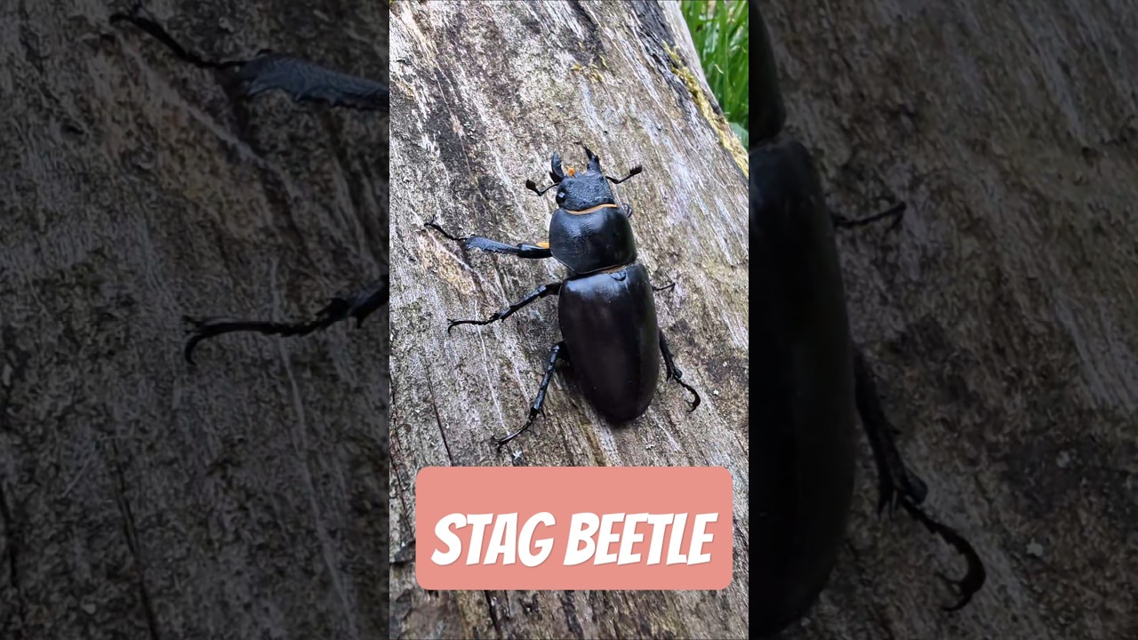 Black beauty in Zala County. Female stag beetle 