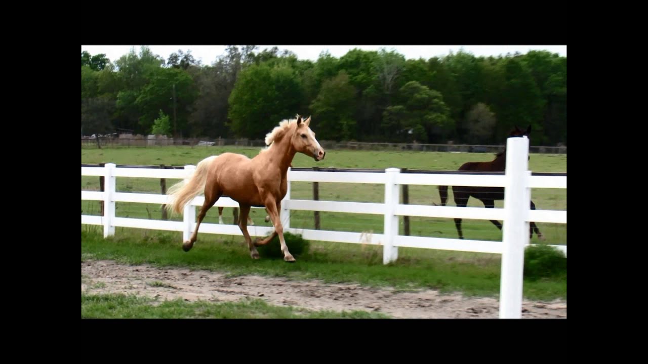 Glitter In Gold. Anglo Arabian palomino mare