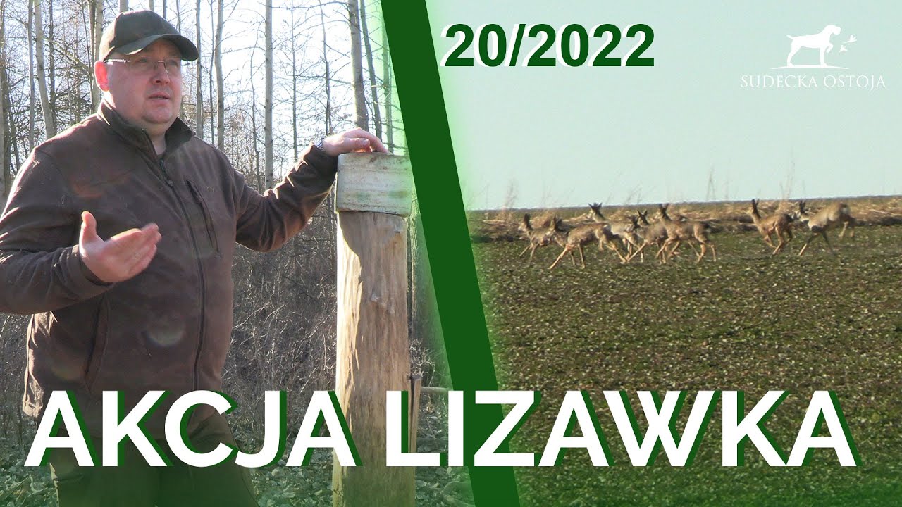 SUDECKA OSTOJA 20/2022. Lizawki, sól dla zwierzyny. Gospodarka łowiecka