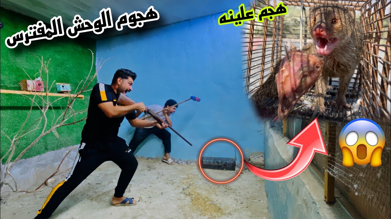 “صراع البقاء: حيوان غريب  يقتحم محمية الطيور”  ويوقع ضحايا 😱