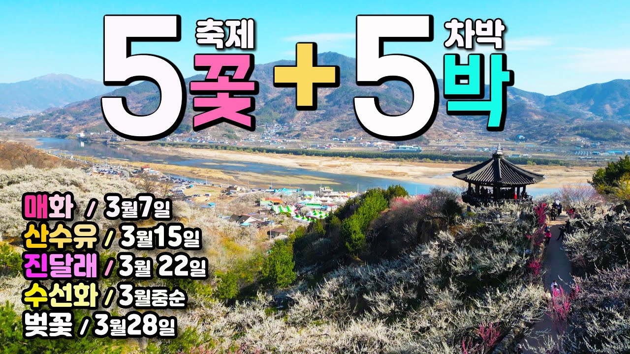광양 매화, 구례 산수유, 지리산 수선화, 하동 화개장터 벚꽃, 섬진강 벚꽃, 영취산 진달래 내 차 타고 ♥5곳 꽃축제+5곳 차박지♥ 주차 꿀팁 🚩필독, ,