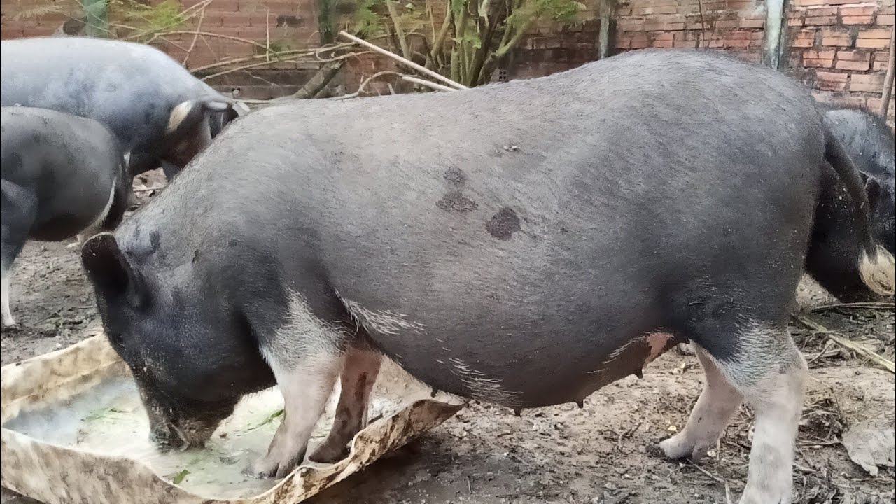 Lovely pregnancy wild pig that they eat together..