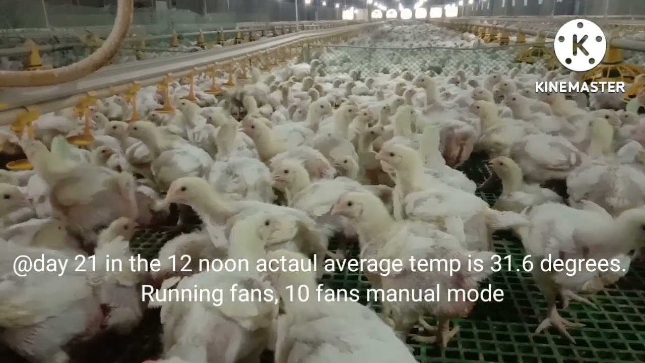Day 21 tamang ventelation para sa parehas na pag-laki ng mga broiler chicken sa tunnel vent building
