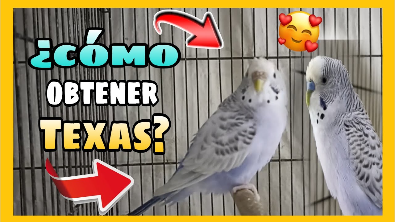 ¿COMO CONSEGUIR PERIQUITOS TEXAS EN NUESTRO AVIARIO? | ¿COMO OBTENER PERIQUITOS TEXAS ?