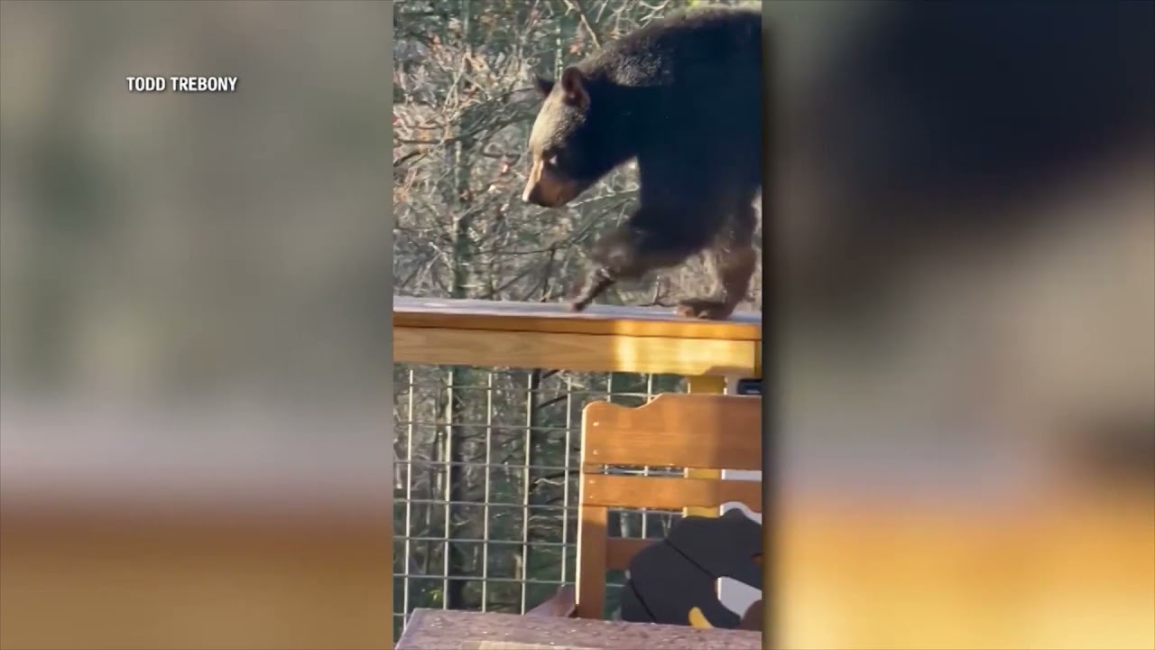Black bear kills goat at Solano County farm